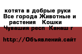 котята в добрые руки - Все города Животные и растения » Кошки   . Чувашия респ.,Канаш г.
